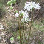 Marshallia caespitosa Habit