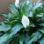 Spathiphyllum wallisii Habitus