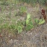 Opuntia littoralis Lapas