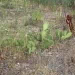 Opuntia littoralis List