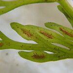 Asplenium dregeanum Leaf