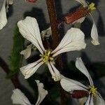 Eruca sativa Blüte