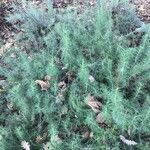 Artemisia californica عادت داشتن