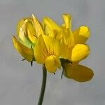Lotus pedunculatus Цвят