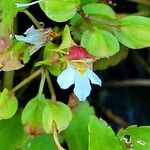 Torenia polygonoides Kvet