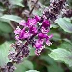Ocimum kilimandscharicum Flower