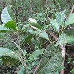 Solanum rovirosanum Агульны выгляд