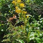 Solidago virgaureaFlor