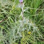 Carthamus caeruleus 形態