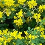 Coronilla valentina Blüte