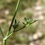 Torilis leptophylla Leaf