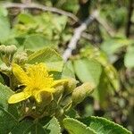 Grewia trichocarpa Flor