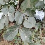 Butea monosperma Leaf