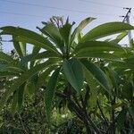 Plumeria alba Blad