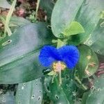 Commelina virginica Цветок