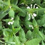 Lamium flexuosum Lapas