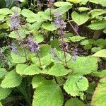 Plectranthus fruticosus Blüte