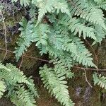 Polypodium vulgare Хабит