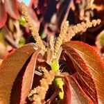 Acalypha wilkesianaЦвят