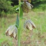 Fritillaria affinis