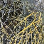 Artemisia californica Casca