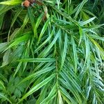 Freycinetia sulcata Leaf