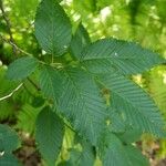 Carpinus japonica Leaf