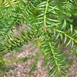 Torreya nucifera 叶