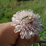 Knautia arvensisപുഷ്പം