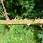 Rubus fissipetalus Koor