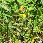 Youngia japonica Bloem