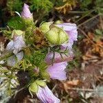 Malva alcea പുഷ്പം