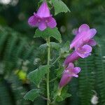 Lophospermum erubescens 花