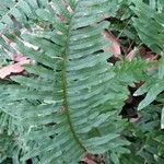 Polypodium vulgare Лист