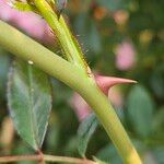 Rosa gallica Bark