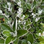 Brachyglottis greyi Flower