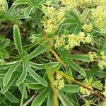 Alchemilla alpigena Leaf