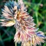 Dactylis glomerata Flower