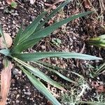 Eryngium yuccifolium Foglia