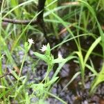 Stellaria alsine Blomma