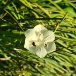 Dietes bicolor Flor