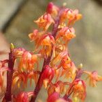 Polystachya paniculata Kwiat