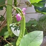 Canavalia ensiformis Flower