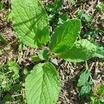 Borago officinalisLeaf