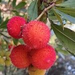 Arbutus unedoFruit