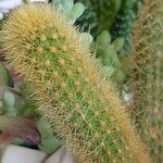 Cleistocactus winteri Blad