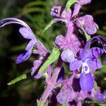 Trichostema parishii Flower