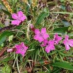 Dianthus glacialisപുഷ്പം