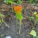 Arum maculatum Fruit