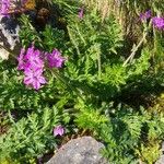 Erodium manescavi অভ্যাস